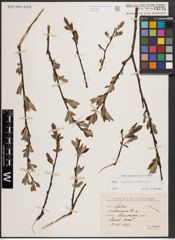 Foto von Salix caprea L. x Salix silesiaca Willd.
